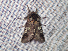 Diloba caeruleocephala