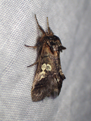 Diloba caeruleocephala