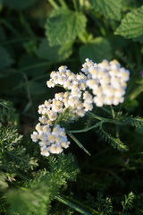 Achillea nobilis