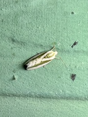 Earias huegeliana