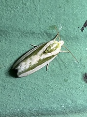 Earias huegeliana