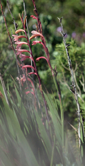 Watsonia