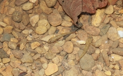 Rhinogobius rubromaculatus