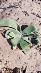 Ammocharis longifolia