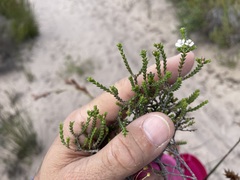 Euchaetis burchellii