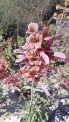 Salvia lanceolata