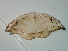 Callidrepana gelidata