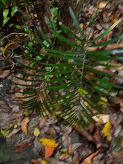 Macrozamia lucida