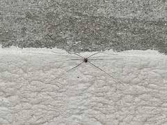 Leiobunum religiosum