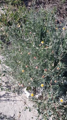 Felicia hyssopifolia