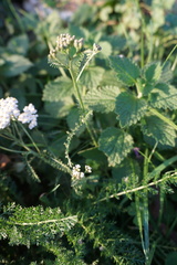 Achillea nobilis