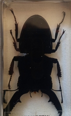 Serrognathus titanus