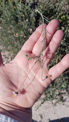 Felicia hyssopifolia