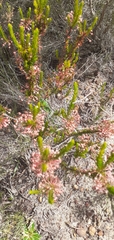Erica rubiginosa