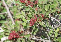Searsia laevigata