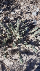 Euphorbia caput-medusae