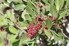 Searsia laevigata