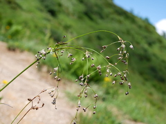 Luzula sylvatica sylvatica