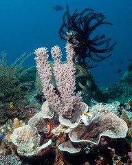 Callyspongia