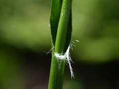 Luzula sylvatica sylvatica