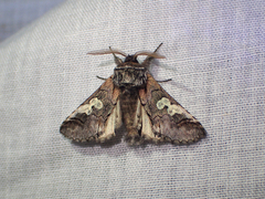 Diloba caeruleocephala