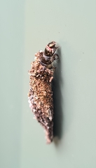 Tineoidea