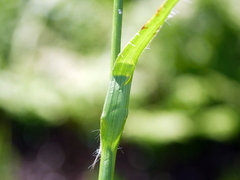 Luzula sylvatica sylvatica