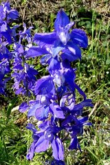 Delphinium ajacis