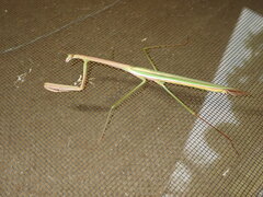 Tenodera australasiae