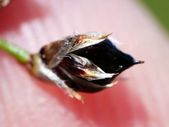 Luzula sylvatica sylvatica