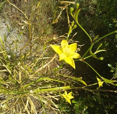 Moraea ramosissima
