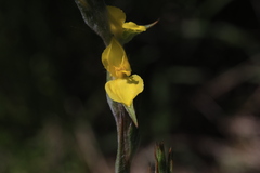 Philydrum lanuginosum