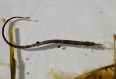 Syngnathus fuscus