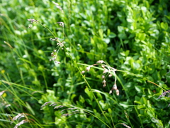 Luzula sylvatica sylvatica