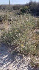 Othonna coronopifolia