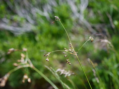 Luzula sylvatica sylvatica