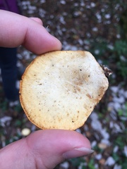 Cerioporus leptocephalus