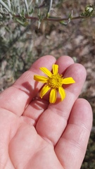 Othonna coronopifolia