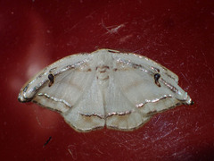 Callidrepana gelidata