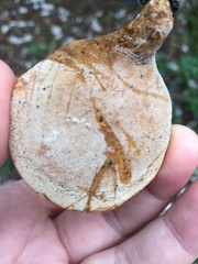 Cerioporus leptocephalus