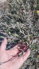 Othonna coronopifolia