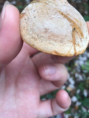 Cerioporus leptocephalus