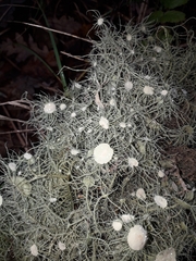 Usnea