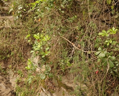 Cussonia thyrsiflora