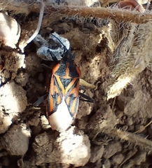 Spilostethus crudelis