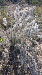 Eriocephalus racemosus