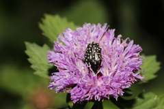 Oxythyrea marginalis