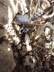 Spilostethus crudelis