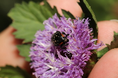 Oxythyrea marginalis