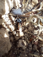 Spilostethus crudelis